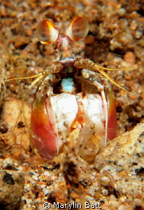 Very tiny Mantis Shrimp, I could not find the species abo... by Marylin Batt 